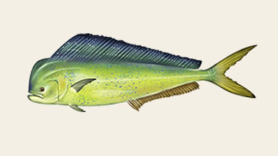 Seafood Species: Mahi Mahi