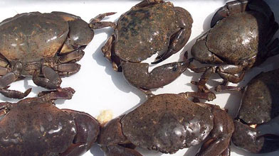 Seafood Species: Stone Crab